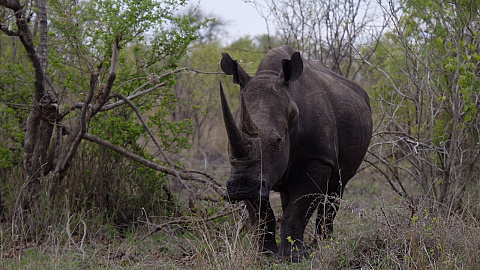 Breitmaul-Nashorn (Big Five)