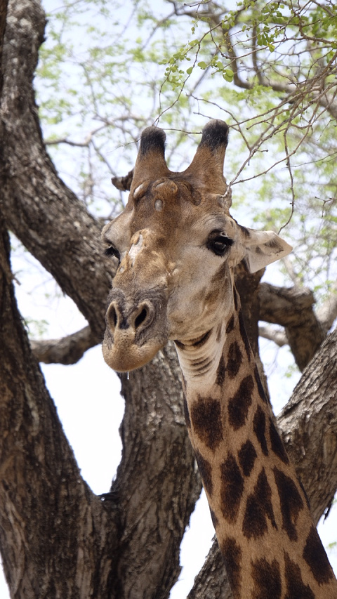 Giraffe
