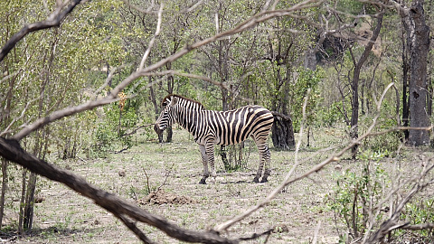 Zebra