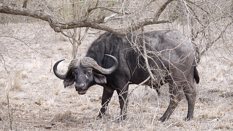 Büffel (Big Five)