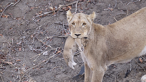 Löwen-Mutter mit 15 Tage altem Baby (Big Five)
